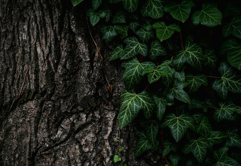 Scaley Bark