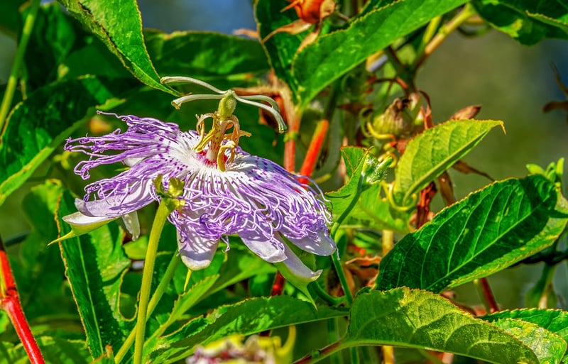 Whimsical Vines