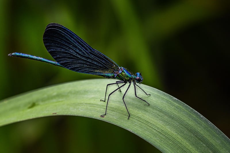 Winged Leaves