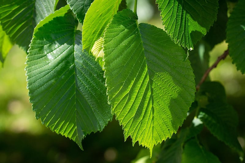 Winged Elm Tree