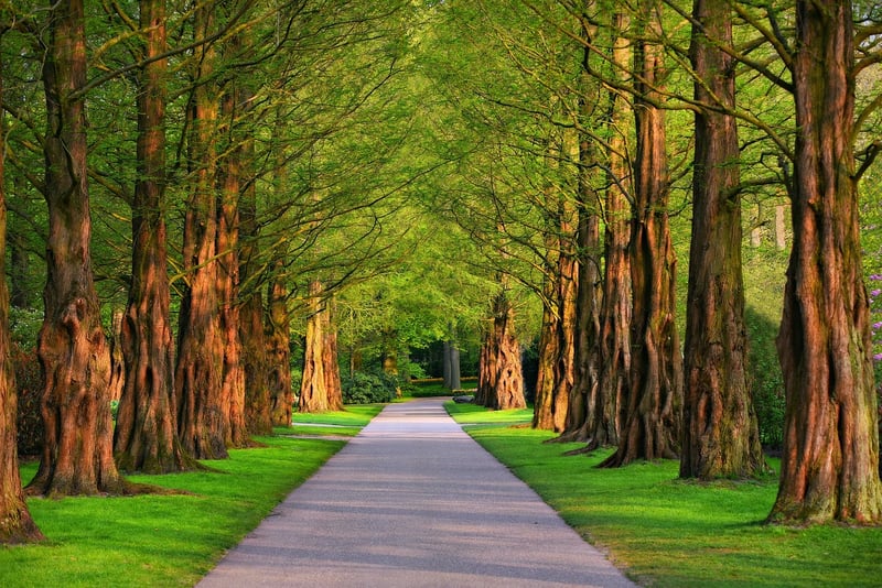 Whimsical Garden Path