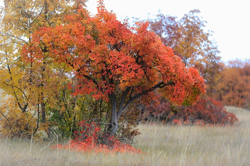 American Smoketree with Winged Leaves