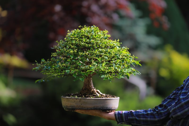 Winged Euonymus Tree